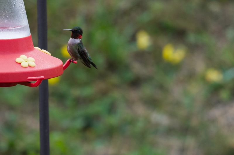 Ruby-Throated Humming Birds