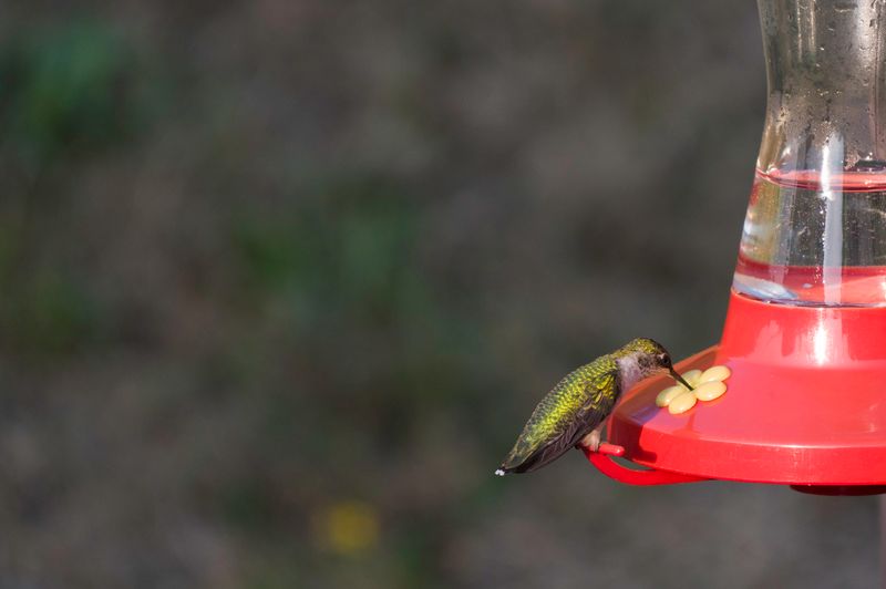 Ruby-Throated Humming Birds