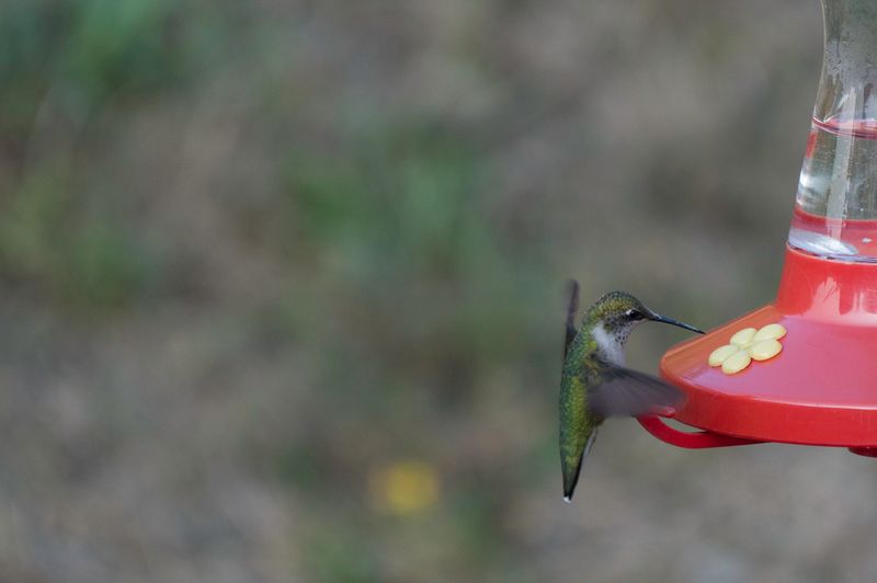 Ruby-Throated Humming Birds