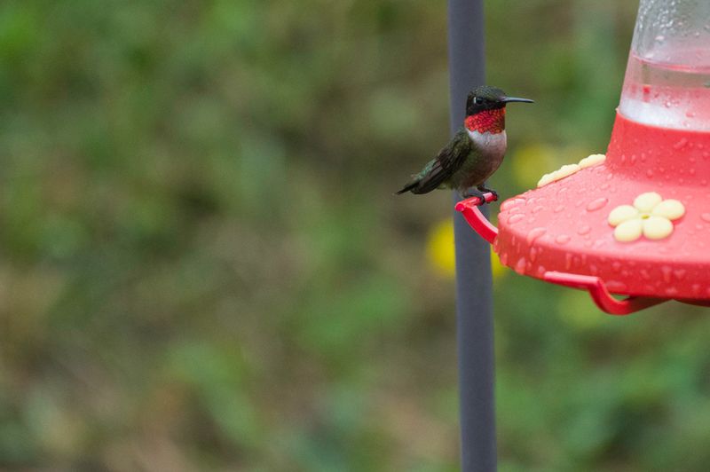 Ruby-Throated Humming Birds