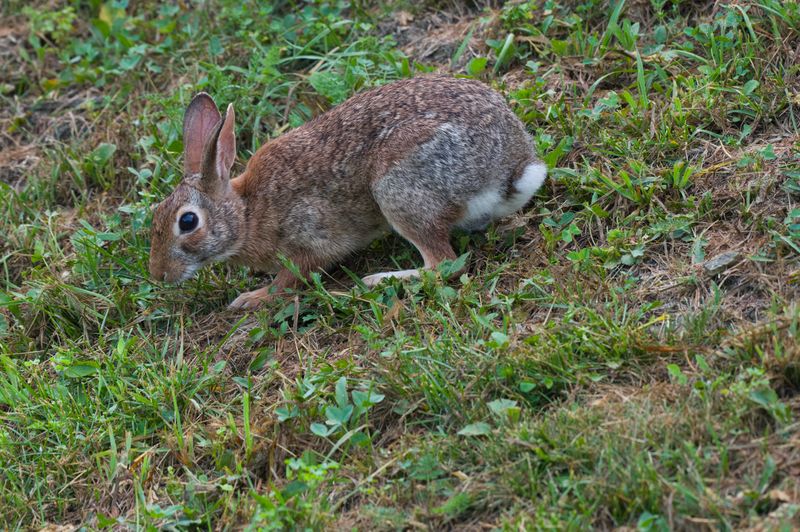 Cotton Tail Rabbit