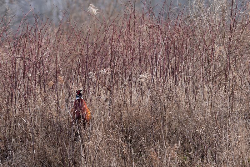 Ring-necked Pheasant
