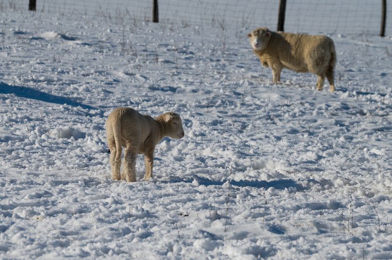 Sheep Farm