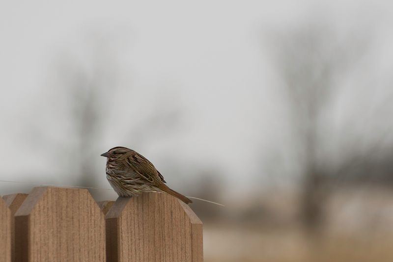 Song Sparrow