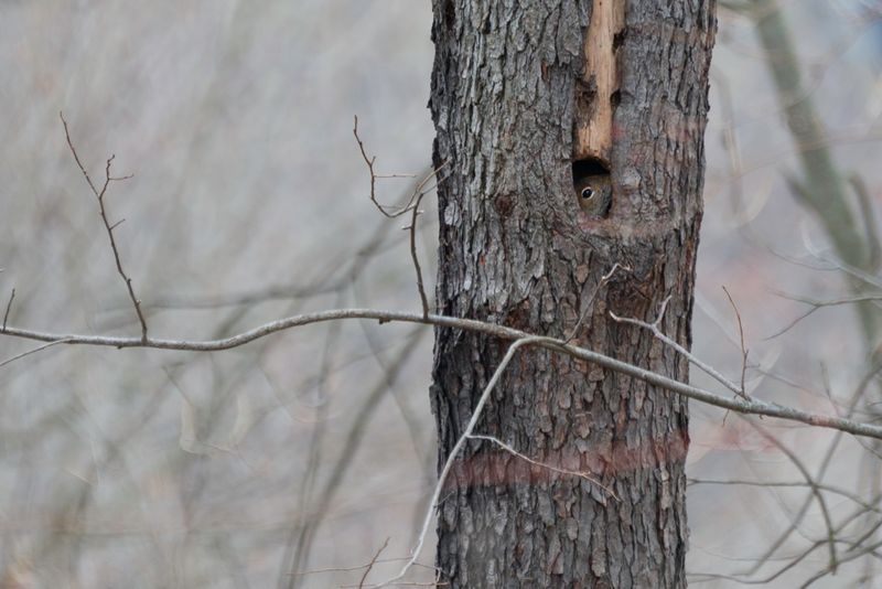 Gray Squirrel