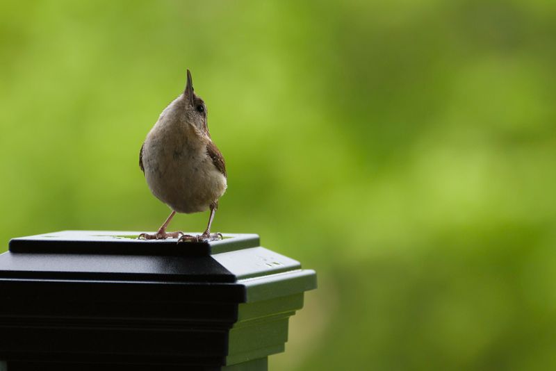 Carolina Wren