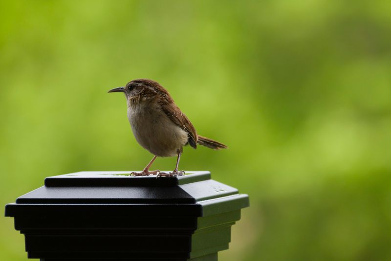 Carolina Wren