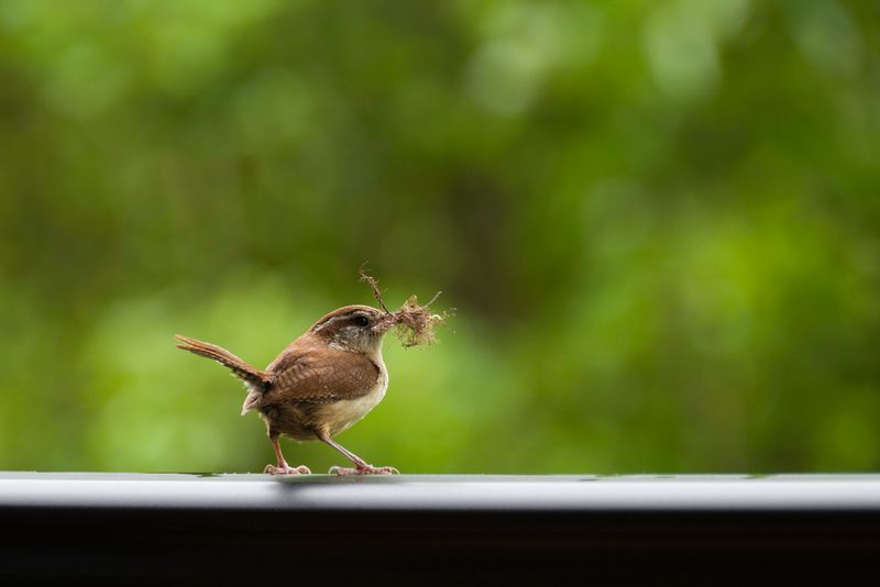 Carolina Wren