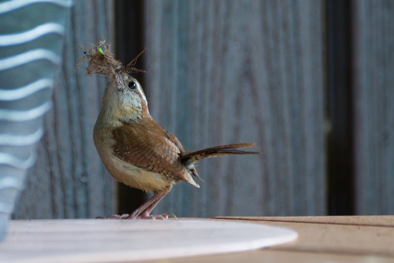 Carolina Wren