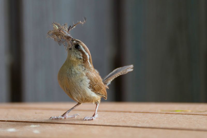 Wildlife
