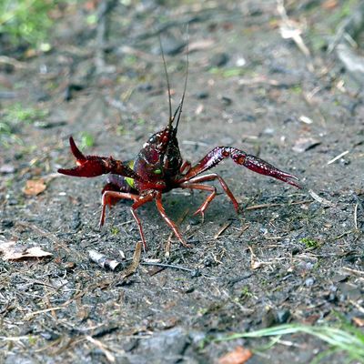 Burrowing Crayfish (a terrestrial  species)