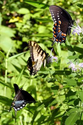 Swallowtail trio
