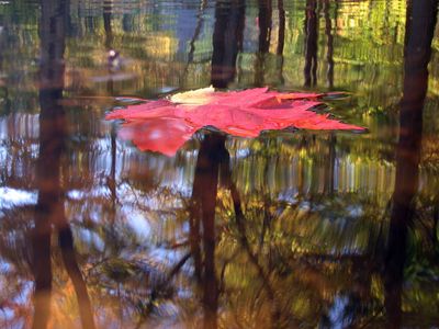 Fall leaf