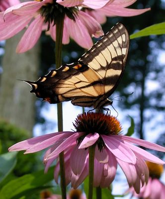 Eastern Swallowtail
