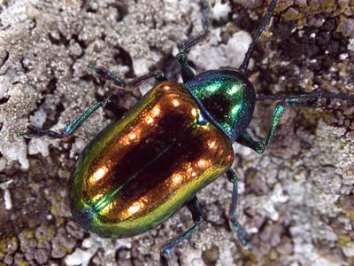 Very small iridescent beetle
