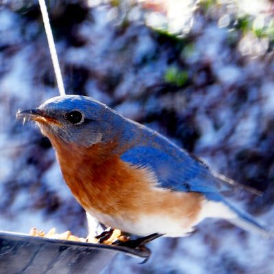 Eastern Bluebird