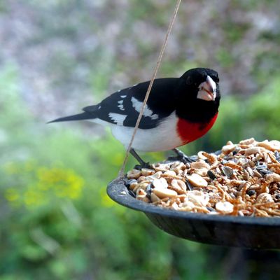 Grosbeak male