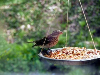 Grosbeak female