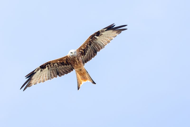 jonge vogel met vers verenpak