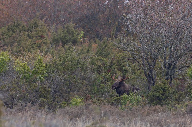 Eland in de bosrand