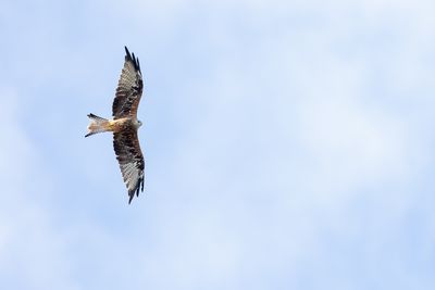 volwassen vogel met behoorlijk gesleten verenpak