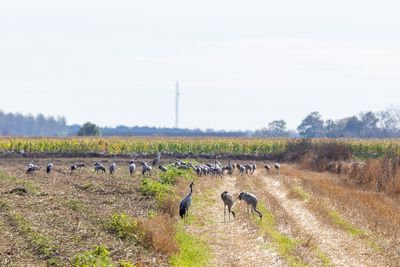 Kraanvogels