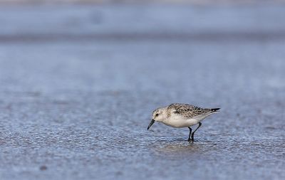 Drieteenstrandloper