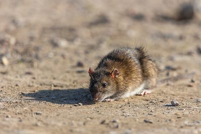 Bruine Rat