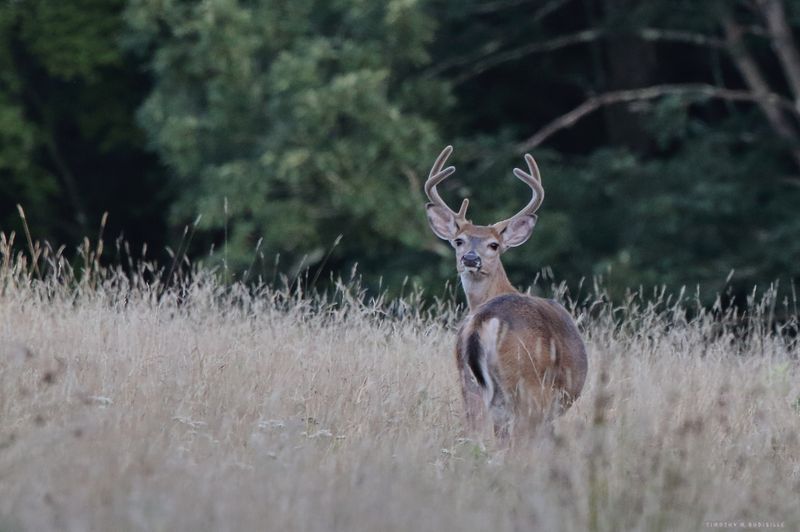 Whitetail Buck