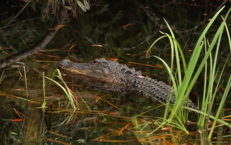 Alligator