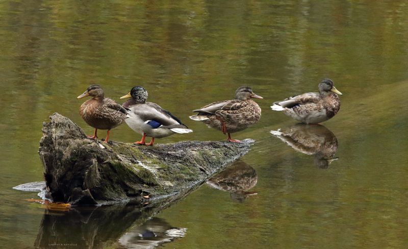 Mallard Ducks