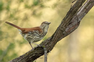 Brown Thrasher