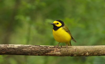Hooded Warbler