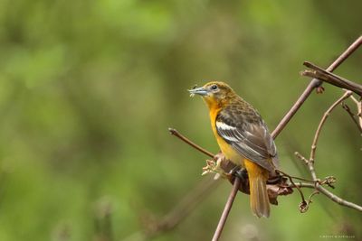 Female Baltimore Oriole