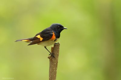 American Redstart