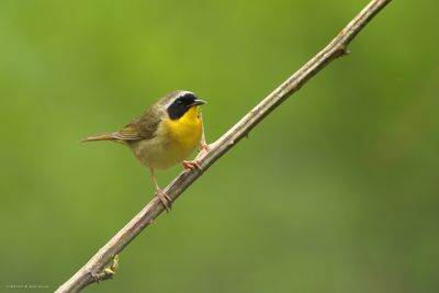 Common Yellowthroat