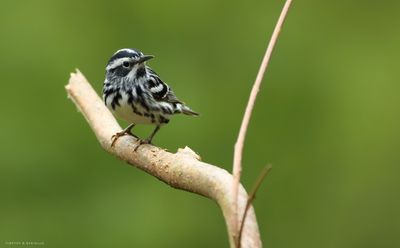 Black and White Warbler