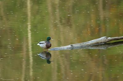 Mallard Duck