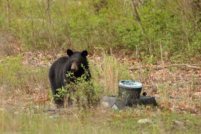 Black Bear