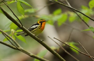 Blackburnian Warbler