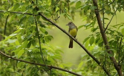 Great Crested Flycatcher