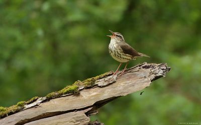 Louisiana Waterthrush