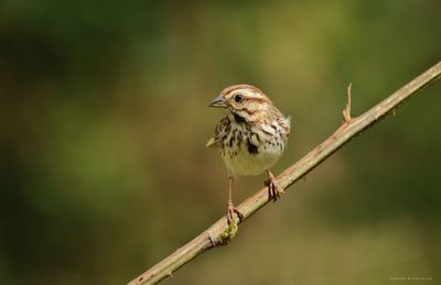 Song Sparrow