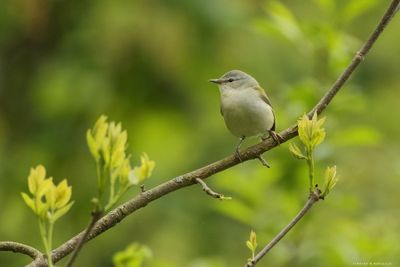 Tennessee Warbler