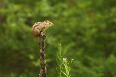 Chipmunk Warbler