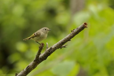Ruby-crowned Kinglet
