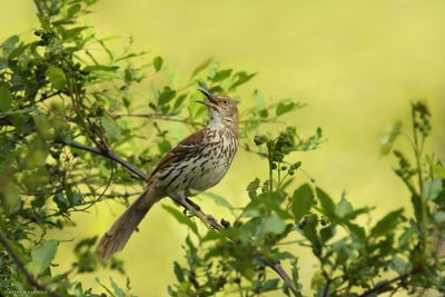 Brown Thrasher