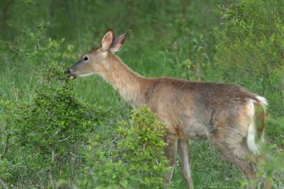 Whitetail Deer