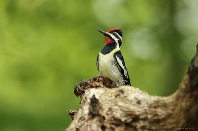 Male Yellow-bellied Sapsucker