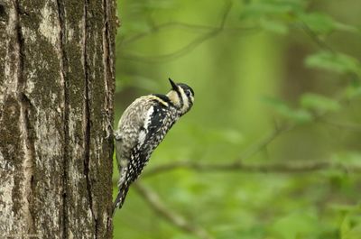 Female Yellow-bellied Sapsucker
